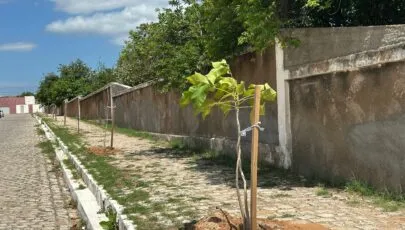 Prefeitura do Assú planta ipês na Rua Antônio das Almas